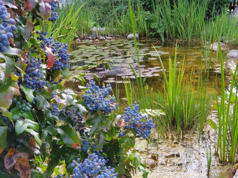 Teiche, Weiher, Wasseranlagen Winterthur